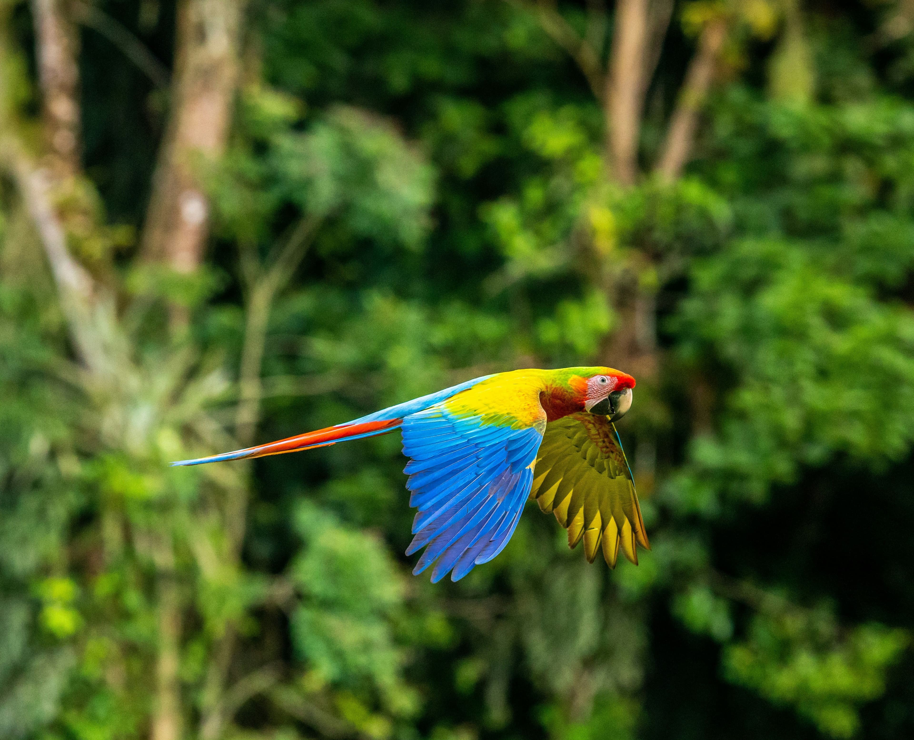 Découvrir Costa Rica