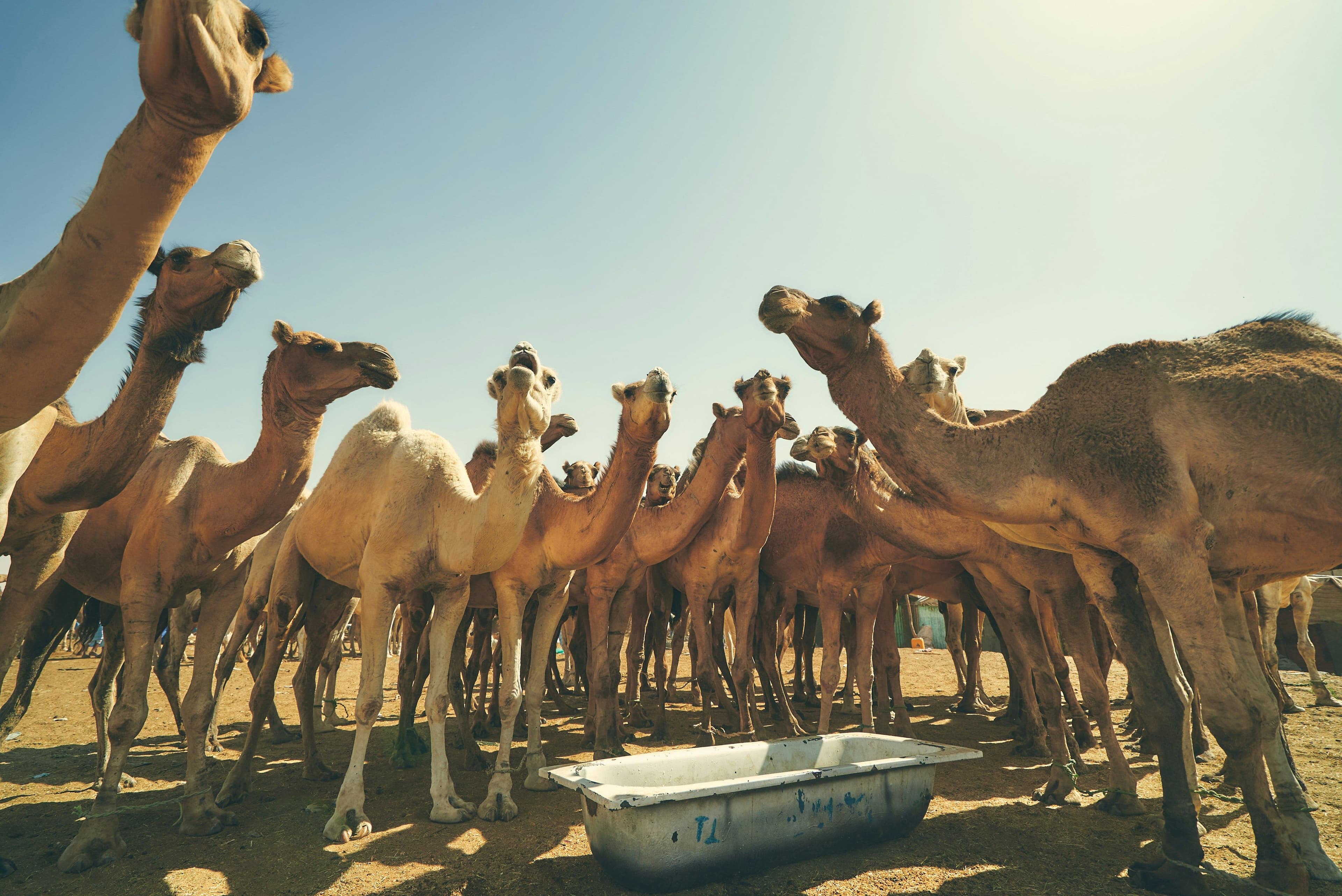 Découvrir Mauritanie